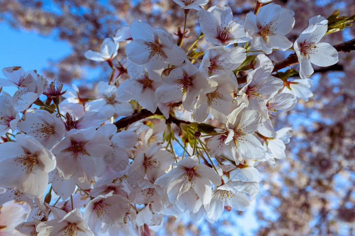 樱桃花朵的分支的背景蓝色的天空很多樱桃花朵