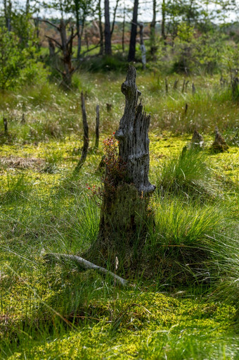 腐烂的树树干高沼地与莫斯和草腐烂的树树干皮特穆尔