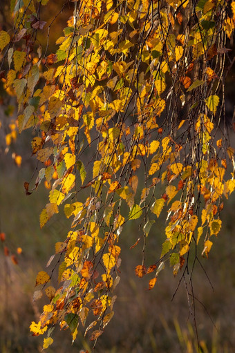 金黄色的秋天叶子特写镜头金黄色的叶子