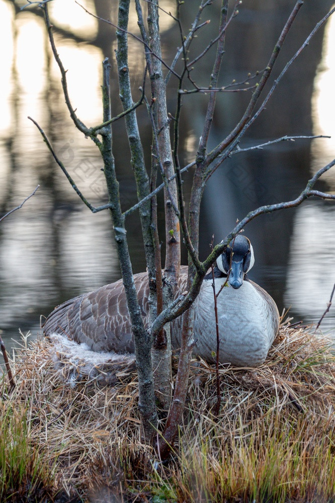 加拿大鹅坐在的巢特写镜头加拿大鹅巢