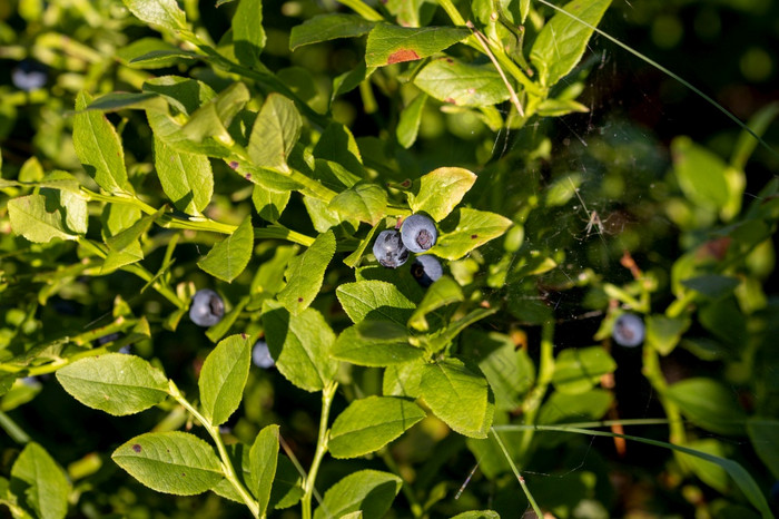 野生蓝莓布什野生蓝莓