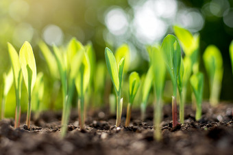 <strong>玉米</strong>幼苗是日益增长的从丰富的土壤