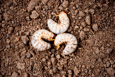 三个甲虫幼虫土壤