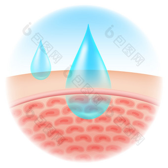 显示的水分<strong>吸收</strong>成的<strong>皮肤</strong>化妆品类型乳液奶油血清向量现实的文件