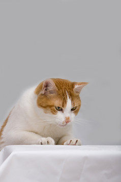 橙色猫好奇的看到什么白色表格孤立的灰色