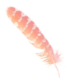 美丽的粉红色的橙色羽毛孤立的白色背景