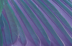 美丽的宏翼鹦鹉羽毛模式纹理背景