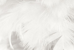 美丽的白色羽毛羊毛的模式纹理背景