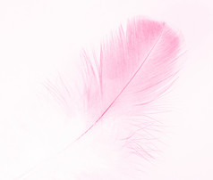 美丽的柔和的软粉红色的羽毛火烈鸟孤立的白色背景