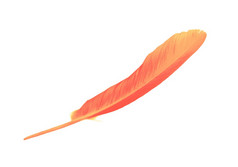 美丽的郁郁葱葱的熔岩橙色颜色语气羽毛孤立的白色背景