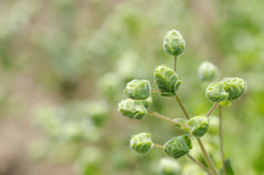 马乔兰前的植物花序特写镜头