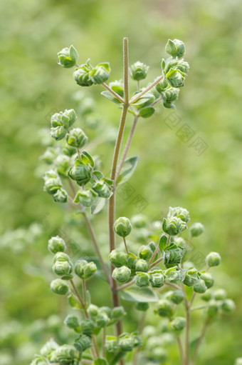 马乔兰前的植物花序特写镜头