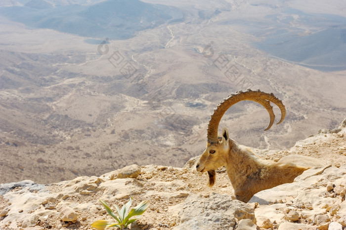 马赫特什雷蒙山山羊的独特的火山口以色列