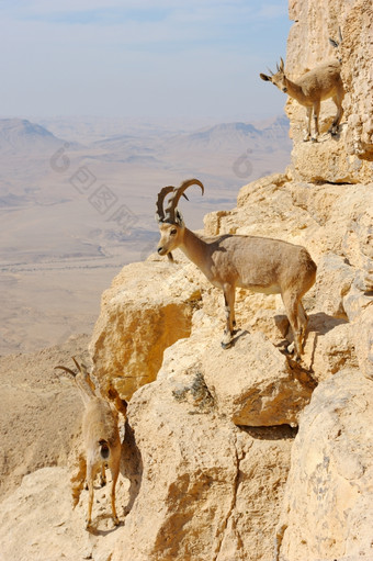山山羊的山坡上的火山口马赫特什雷蒙以色列