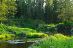 小河Isloch流动通过的森林