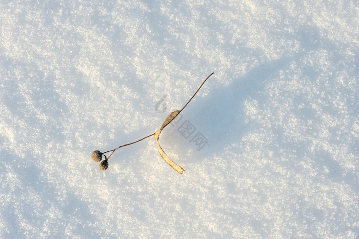 粗纹理的雪重音滑动太阳光图片