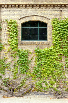 葡萄叶子覆盖的墙的老建筑