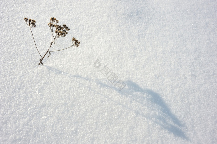 粗纹理的雪重音滑动太阳光图片