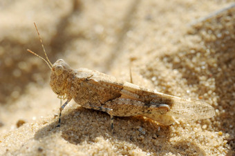 特写镜头的自然以色列蚱蜢的沙子特写镜头的自然以色列