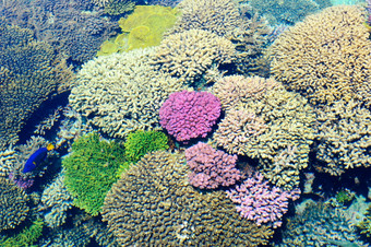 鱼<strong>珊瑚</strong>和其他明亮的和色彩斑斓的居民的<strong>红</strong>色的海鱼和<strong>珊瑚</strong>的<strong>红</strong>色的海