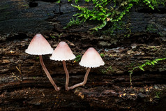 野生动物欧洲- - - - - -可食用的和不能吃的蘑菇日益增长的森林自然白俄罗斯蘑菇日益增长的森林