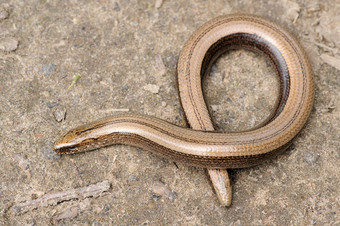 罕见的动物无腿的闪亮的无害的蜥蜴慢蠕虫的地面无腿的慢蠕虫蜥蜴的地面