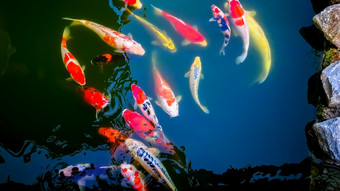 日本锦 鲤鱼游泳水花园花俏的鲤鱼鱼锦 鲤鱼锦 鲤鱼游泳池塘隔离背景黑色的花俏的鲤鱼锦 鲤鱼是红色的橙色