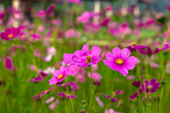 <strong>夏天</strong>花景观场景与粉红色的宇宙花拉丁宇宙双翅目的<strong>夏天</strong>草地<strong>夏天</strong>草地景观与<strong>夏天</strong>宇宙花盛开的的<strong>夏天</strong>草地