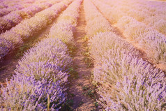 紫罗兰色的薰衣草的场的日落日落在紫罗兰色的薰衣草场在户外