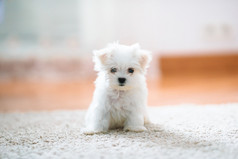白色可爱的马耳他小狗看相机首页白色可爱的马耳他小狗个月老看