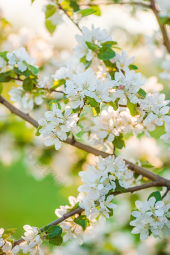 白色樱桃花春天花园花开花苹果树分支温暖的一天花开花苹果树分支春天一天