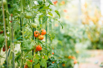 西红柿的花园蔬菜花园与植物红色的西红柿成熟的西红柿他来了日益<strong>增长</strong>的花园红色的西红柿日益<strong>增长</strong>的分支红色的成熟的西红柿的分支温室