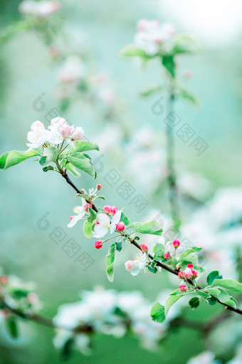 白色樱桃花春天花园<strong>花开花</strong>苹果树分支温暖的一天<strong>花开花</strong>苹果树分支春天一天