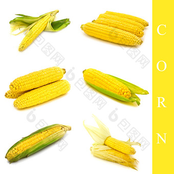 集不同的玉米图片在白色背景