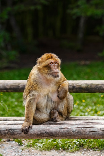 巴巴莉短尾猿<strong>猴子</strong>。sylvanus坐着的板凳上巴巴莉短尾猿<strong>猴子</strong>。sylvanus
