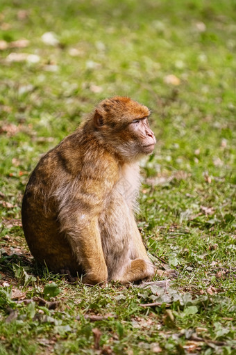 巴巴莉短尾猿<strong>猴子</strong>。sylvanus的草巴巴莉短尾猿<strong>猴子</strong>。sylvanus