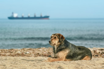 流浪狗的海岸的黑色的海流浪狗的海岸