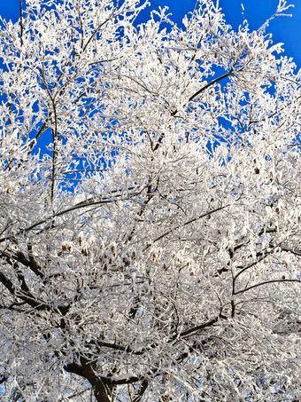 雪树分支机构在的蓝色的天空雪树分支机构