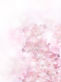 粉红色的春天花在的散景背景