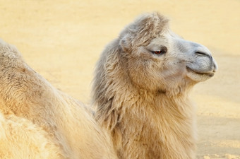 肖像骆驼说谎的沙子