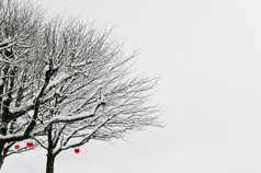 冬天树与红色的球下的雪