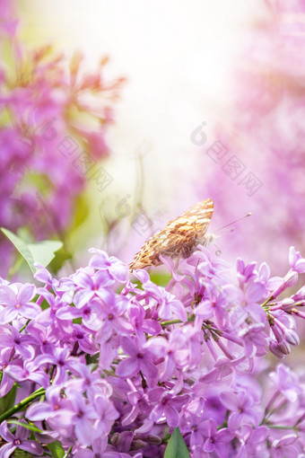 美丽的粉红色的紫罗兰色的淡紫色紫丁香花和颤动的蝴蝶自然在户外特写镜头宏魔法艺术图像健美的阳光明媚的光音调