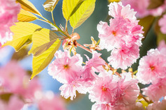 美丽的自然场景与盛开的樱桃树春天樱花花布鲁姆美丽的假期问候卡浅深度场健美的软焦点浅深度的场