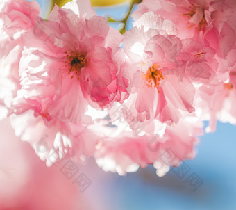 美丽的自然场景与盛开的樱桃树春天樱花花布鲁姆美丽的假期问候卡浅深度场健美的软焦点浅深度的场