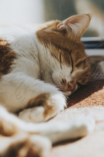 红色的和白色基蒂睡觉温暖的羊毛格子毯子窗台上早....阳光的睡觉红色的猫舒适的首页概念着色和处理照片