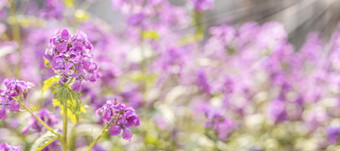 全景视图春天背景艺术与紫罗兰色的鲁纳里亚诚实开花春天一天关闭浅深度的场草地与很多粉红色的春天花阳光明媚的一天