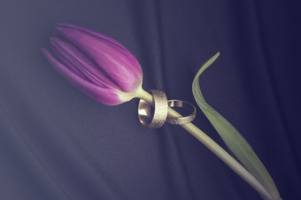 两个铂婚礼乐队显示郁金香两个铂白色黄金婚礼环螺纹到的阀杆单新鲜的紫色的郁金香说谎对角黑色的变形织物与软折叠概念浪漫而且爱