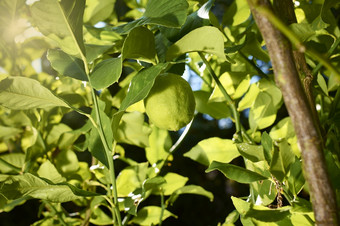 柠檬成熟和生长的分支柠檬树的太阳在户外下一个分支机构和叶子