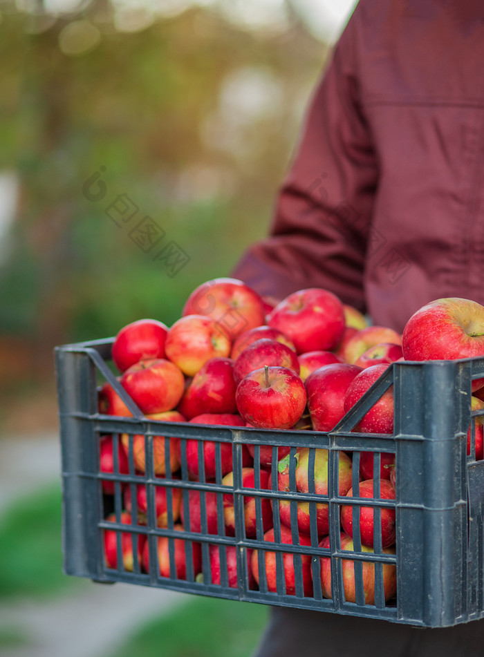 秋天收获红色的苹果篮子下树的花园模糊的背景的结束中午阳光挑选苹果的花园秋天收获红色的苹果篮子下树的花园模糊的背景