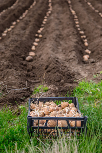 土豆盒子为种植种植土豆他们的土地的村早期春天与手册犁的场土豆盒子为种植种植土豆他的土地的村